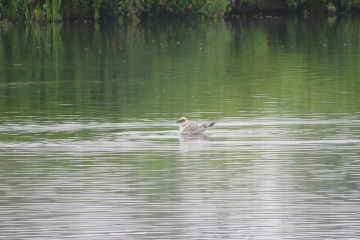 Wildlife sightings for 26th July 2021